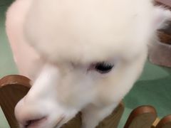 -藦茜花园宠物主题亲子互动体验馆(国顺东路店)