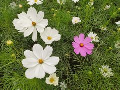 景点-天府芙蓉园