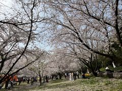 -苏州上方山国家森林公园