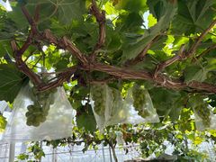 -马陆小张葡萄园农家乐