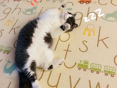 -momokira米努特·德文卷毛猫·棉花面纱犬
