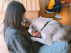 -Husky Go! 哈士奇体验馆·宠物咖啡厅狗咖