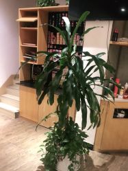 -BENSON