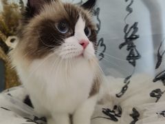 -爱洗澡的猫(望京店)