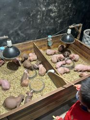 点击看大图 -酷嗒动物文化乐园(cutezoo西溪乐天城店)