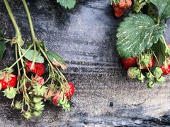 -胜丰草莓采摘园