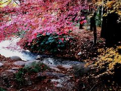 -上海共青森林公园