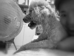 -芭比堂动物医院·犬猫全科·异宠专科(雁塔分院)