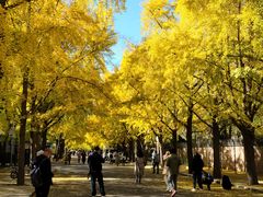 -三里屯东五街银杏大道