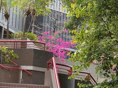-香港大学
