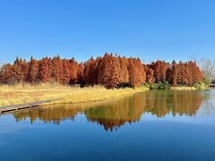 -溱湖国家湿地公园