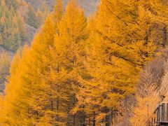 -苏木山森林公园
