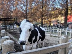 -神户市立六甲山牧场