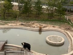 -青藏高原野生动物园