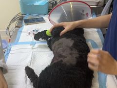 -美联众合动物医院·24h转诊中心