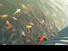 -武清南湖绿博园