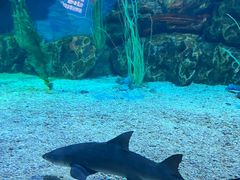 -海合安天津极地海洋公园
