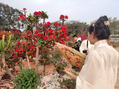 -松山湖梦幻百花洲