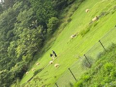 -神户市立六甲山牧场