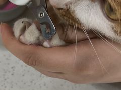 -佳雯宠物医院·皮肤科·内外科(春晓路分院)