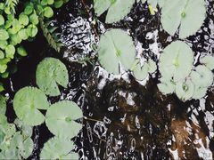 -南山植物园