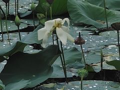 -四海公园(南山区)