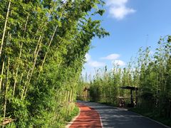 -上海长兴岛郊野公园