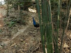 -成都大熊猫繁育研究基地