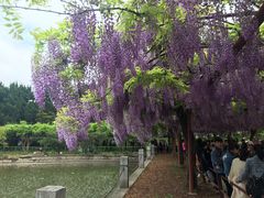 -嘉定紫藤园