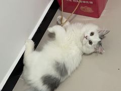 -猫大福·Fortune Cat猫舍(百子湾店)