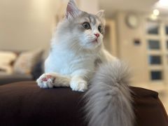 -momokira米努特·德文卷毛猫·棉花面纱犬