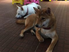 -柴犬高等学院·狗咖·柴犬售卖·宠物训练