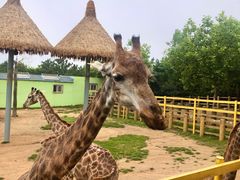 -西霞口神雕山野生动物世界