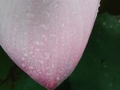 -武汉紫薇都市田园