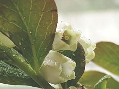 -龙大花卉苗木市场