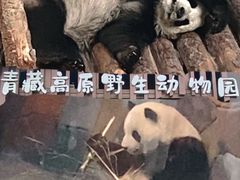 -青藏高原野生动物园