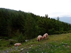 -硗碛藏寨·神木垒景区