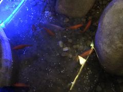 -淀里船宴(卓达店)