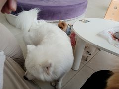 -怪兽屋·羊驼·猫咖·狗咖(俊华广场店)