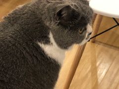 -滚猫咖啡·猫咖·猫友好撸猫(未来城店)
