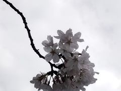 -临平公园(临平街道)