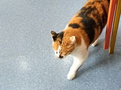 -佑安动物医院·全科·内窥镜中心(幸福巷店)