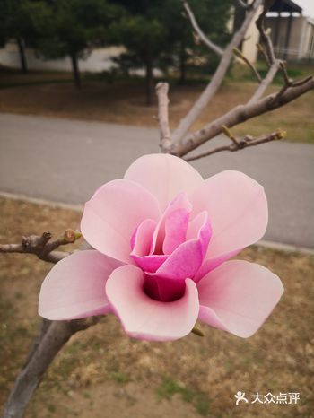 爱花人总是在花开的季节，啪啪地跑去看花，这不