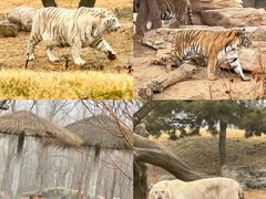 -北京野生动物园