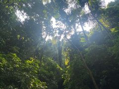 -西双版纳原始森林公园