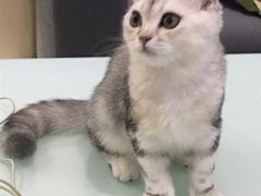 -喵的天空名猫咖啡馆·撸猫·猫舍·用品