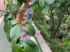 -樱桃山旅游景区