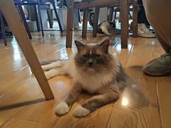 -Cappucimeow猫咪咖啡馆(韦伯时代店)