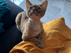 -山宅一喵德文卷毛猫舍