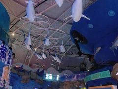 -烟台海昌鲸鲨海洋公园